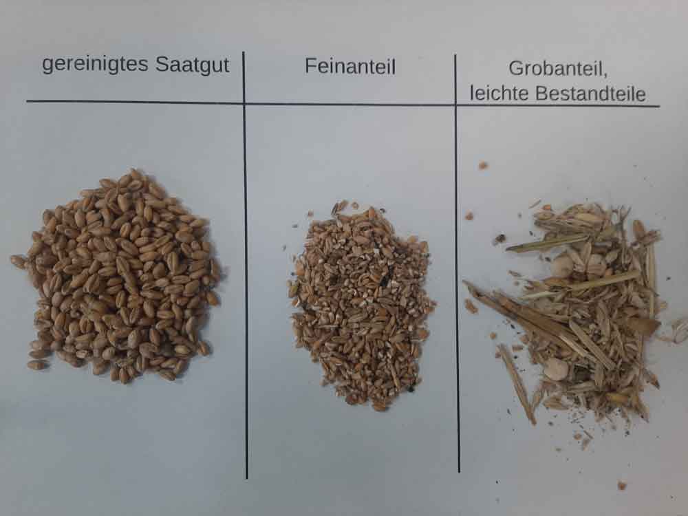 DAUSER DS2 GETREIDEREINIGER 8 Reinigung von Weizen mit dem DAUSER DS2 Getreidereiniger