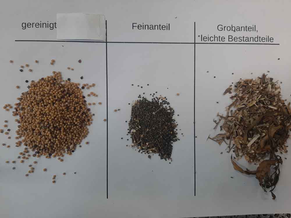 DAUSER DS2 GETREIDEREINIGER 9 Vorreinigung von Senf mit dem DAUSER DS2 Doppelsiebreiniger